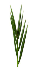 single green palm leaf isolated