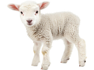 Fototapeta premium Cute young lamb standing isolated on transparent background. Farm animal concept symbolizing innocence, nature, rural life and agriculture.