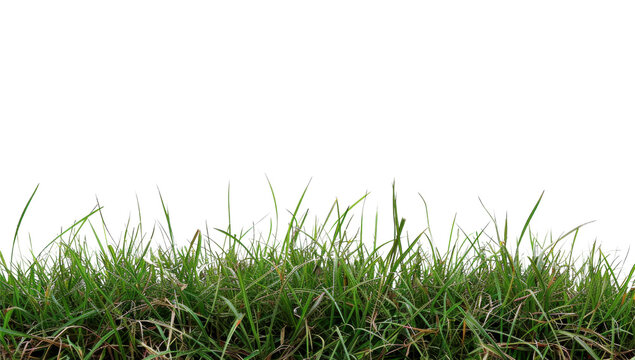Long Green Grass Blades Isolated on Transparent Background. PNG.