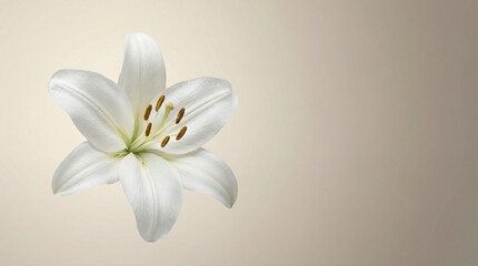 Fototapeta premium Elegant Lily Flower in Minimal Luxury Style with Neutral Background
