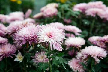 Obraz premium Pink chrysanthemums bloom in the garden. Selective focus.