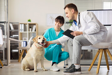 Veterinarian doctor and nurse greeting labrador in clinic. Friendly team offers pet care during...