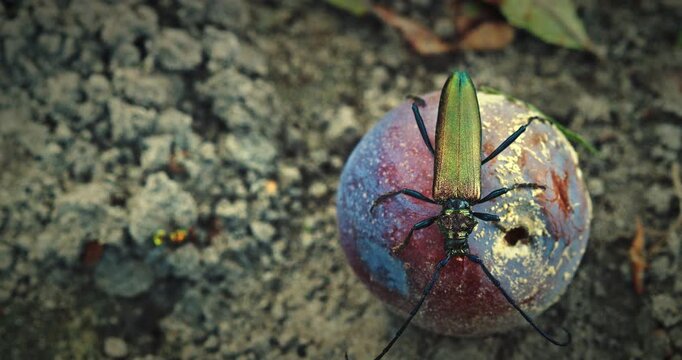 Top View of Iridescent Beetle on Plump Fruit Surface