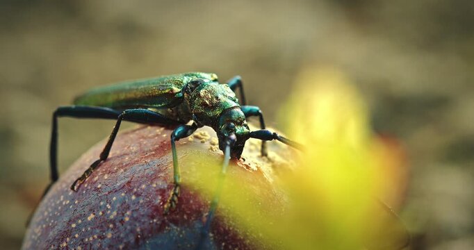 Intricate Beetle with Metallic Shine on Fruit