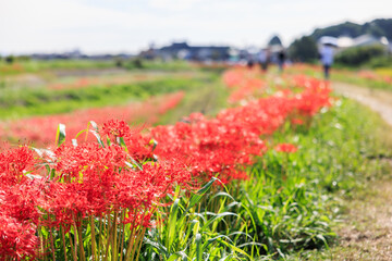 彼岸花咲く里の秋景色　愛知県半田市