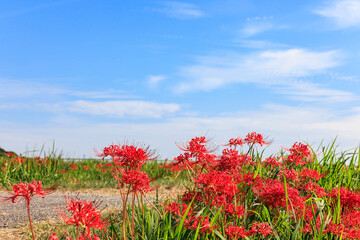 彼岸花咲く里の秋景色　愛知県半田市