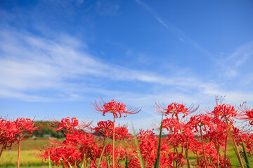彼岸花咲く里の秋景色　愛知県半田市