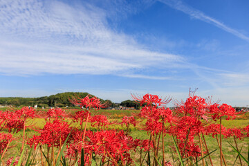 彼岸花咲く里の秋景色　愛知県半田市
