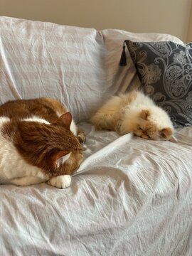 Two cats acting as frenemies, keeping a weary eye on each other while pretending to sleep in Carlsbad.