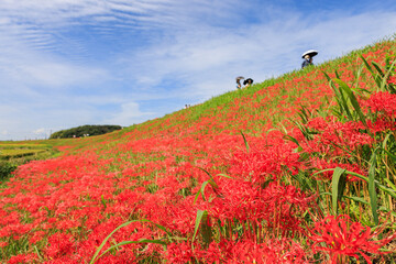 彼岸花咲く里の秋景色　愛知県半田市