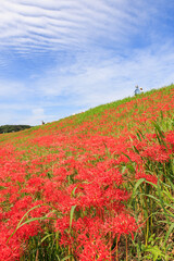 彼岸花咲く里の秋景色　愛知県半田市