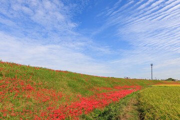 彼岸花咲く里の秋景色　愛知県半田市