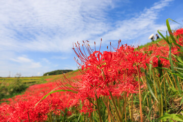 彼岸花咲く里の秋景色　愛知県半田市