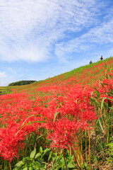 彼岸花咲く里の秋景色　愛知県半田市