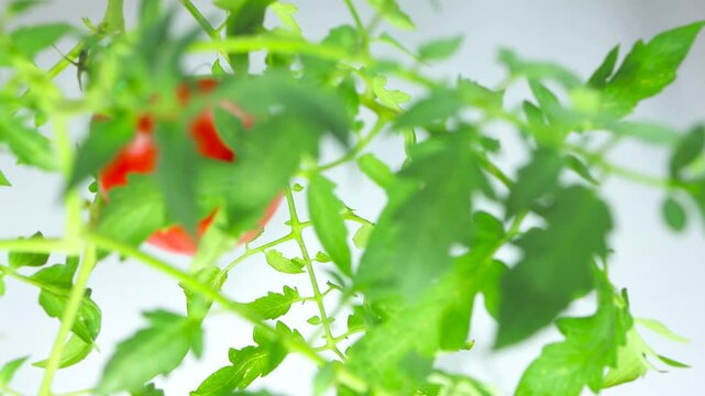Tomato plant branch with ripe tomatoes isolated on white background, Solanum lycopersicum video