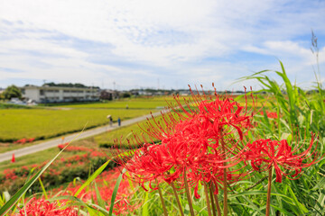 彼岸花咲く里の秋景色　愛知県半田市