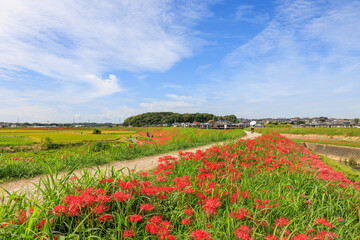 彼岸花咲く里の秋景色　愛知県半田市