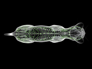 A Detailed 3D Depiction Of The Lymphatic System Of A Cat