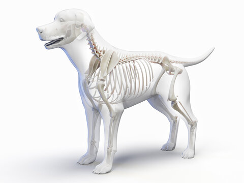A Detailed 3D Depiction Of The Skeletal System Of A Dog
