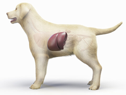 A Detailed 3D Depiction Of A Full Color Look At The Liver Of A Dog