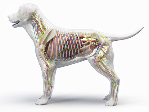 3D Anatomical Rendering Highlighting The Organs Of A Dog Body