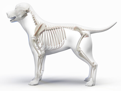 A Detailed 3D Depiction Of The Skeletal System Of A Dog