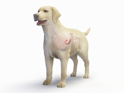 A Detailed 3D Depiction Of A Full Color Look At The Pancreas Of A Dog