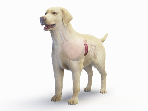 A Detailed 3D Depiction Of A Full Color Look At The Spleen Of A Dog
