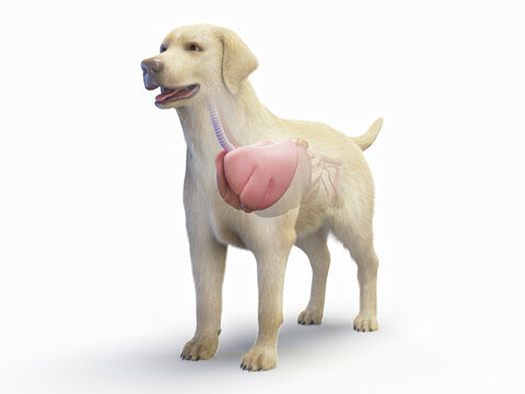 A Full Color Look At The Lungs And Trachea Of A Dog