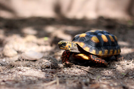 Cute small baby Red-foot Tortoise in the nature,The red-footed tortoise (Chelonoidis carbonarius) is a species of tortoise from northern South America