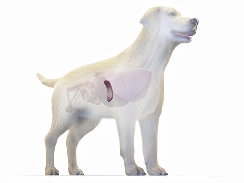 A Detailed 3D Depiction Of A Full Color Look At The Spleen Of A Dog