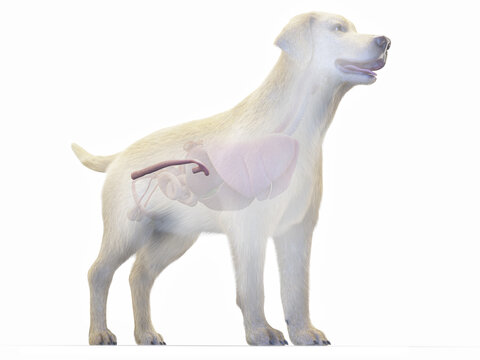 A Full Color Look At The Large Intestine Of A Dog