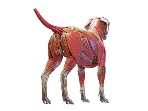 A Full Color Look At The Muscular System Of A Dog
