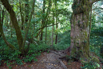 Lush forest trail with mossy trees and winding exposed roots