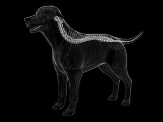 Obraz premium Accurate 3D Depiction Highlighting The Veretbra Of A Dog