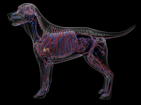 A Detailed 3D Depiction Of The Circulatory System Of A Dog