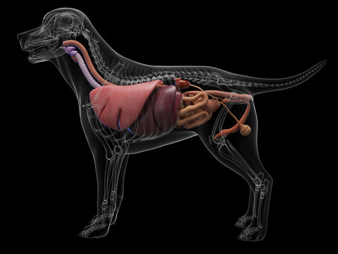 Comprehensive 3D Depiction Showing The Organs Of A Canine