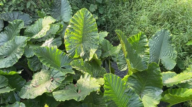 video of Elephant ear plants with large green leaves growing near creek in natural outdoor environment creating fresh tropical nature atmosphere