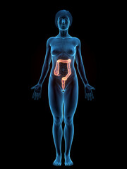 Accurate 3D Depiction Highlighting The Colon Of A Woman