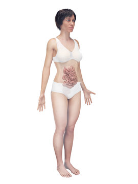 A Detailed 3D Depiction Of The Small Intestine Of A Woman