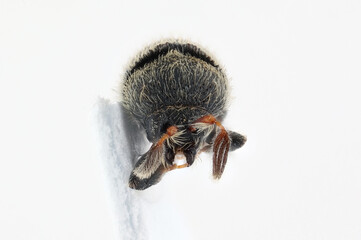 Adult insect from the front. Olive bark beetle, Phloeotribus scarabaeoides. It is a serious pest...