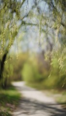 Fototapeta premium Spring forest road bathed in soft light framed by blooming willow branches evokes a serene landscape view