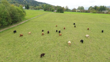 Brown highland cows grazing on open field.