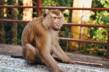 Naklejka premium A long-tailed macaque sits on a stone fence. Monkey Hill in Phuket, Thailand.