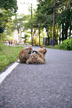 Long-tailed macaques groom each other's fur. Natural social bonds and social interactions of primates in the wild in Southeast Asia. Two monkeys are grooming the fur of a third monkey lying on the roa