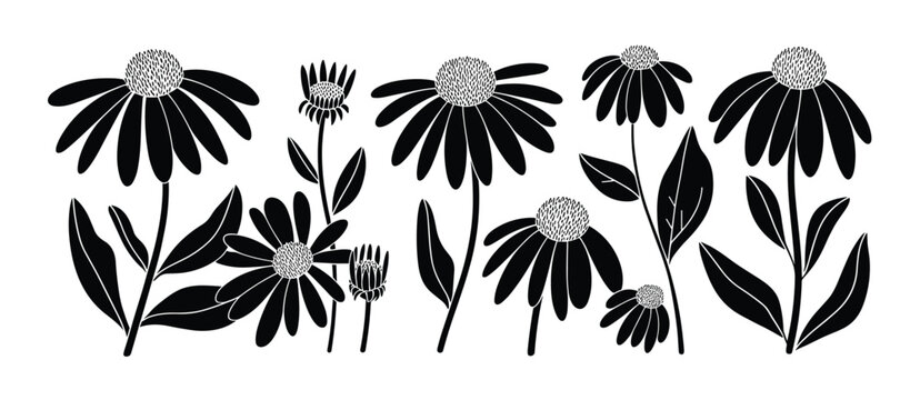 Black Silhouette Echinacea Flowers and Leaves on White Background vector illustration