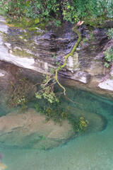 川面に沈む折れた樹木
