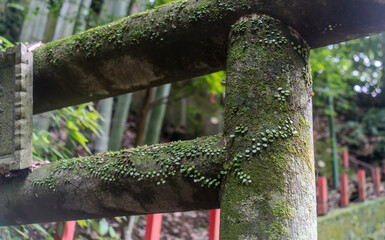 苔蒸した石鳥居
