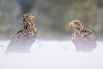 White-tailed Eagle Pair in Snowy Bog