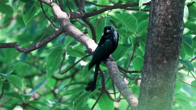 Hair-crested Drongo (Dicrurus hottentottus) &ndash; a glossy black forest bird with a distinctive swept-back crest, in its own habitat